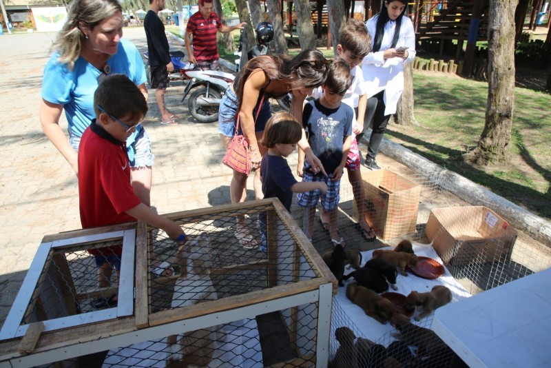 Cinco cães e quatro gatos ganham novos lares