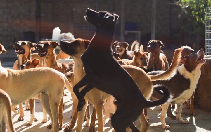 Polícia investiga mortes de 29 cães e gatos em Laje do Muriaé