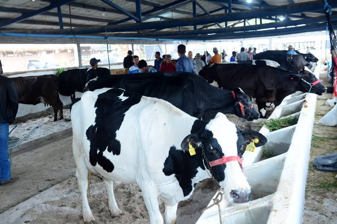 Exposição Agropecuária de Quissamã tem previsão de movimentar R$ 4,5 milhões