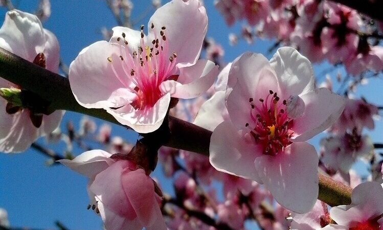 Primavera começa às 3h50 deste sábado