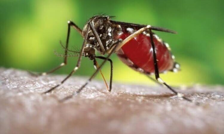 Dengue cresce no Estado; Rio das Ostras, São Pedro da Aldeia e mais três cidades têm situação epidêmica