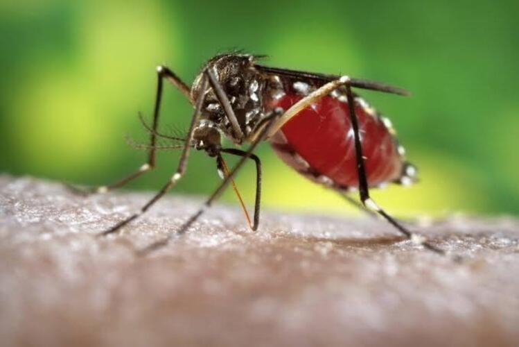 Dengue cresce no Estado; Rio das Ostras, São Pedro da Aldeia e mais três cidades têm situação epidêmica