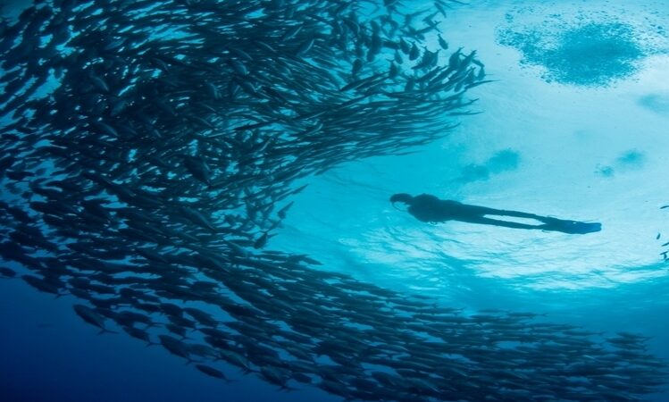 Arraial do Cabo oficializada como Capital Nacional do Mergulho