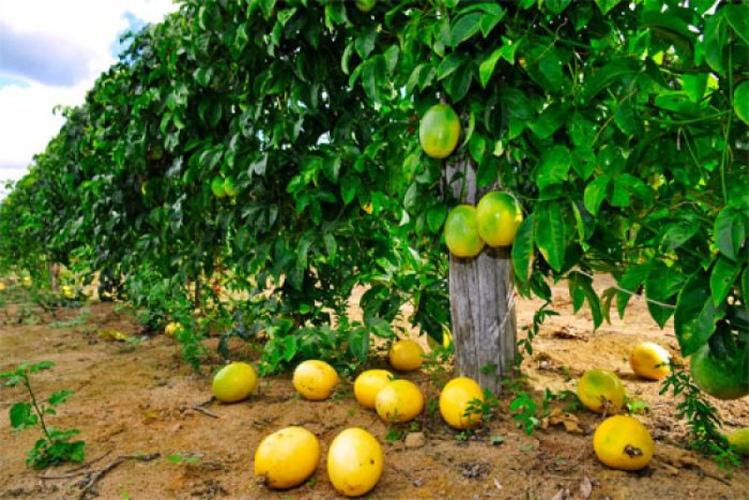 Agricultura de SFI inicia cadastro para doação de 10 mil mudas de maracujá