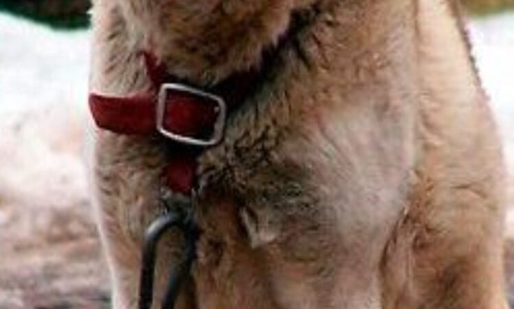 Acorrentamento permanente de animais passa a ser considerado maus-tratos