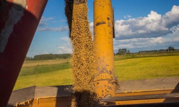 Associações dizem que estoque de arroz está garantido 