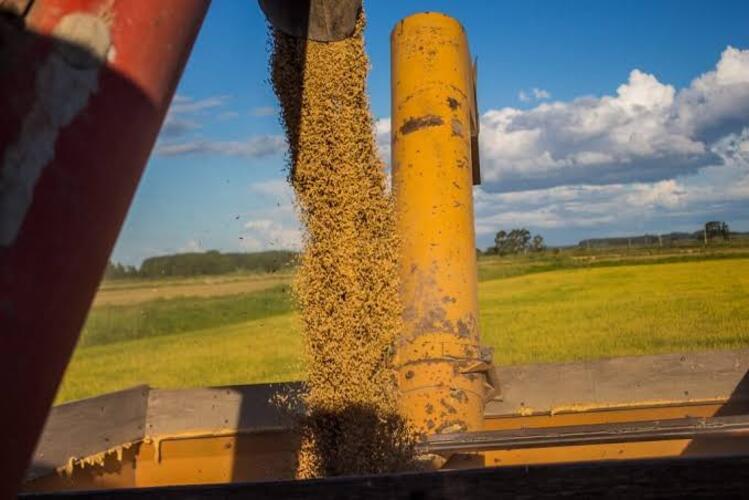 Associações dizem que estoque de arroz está garantido