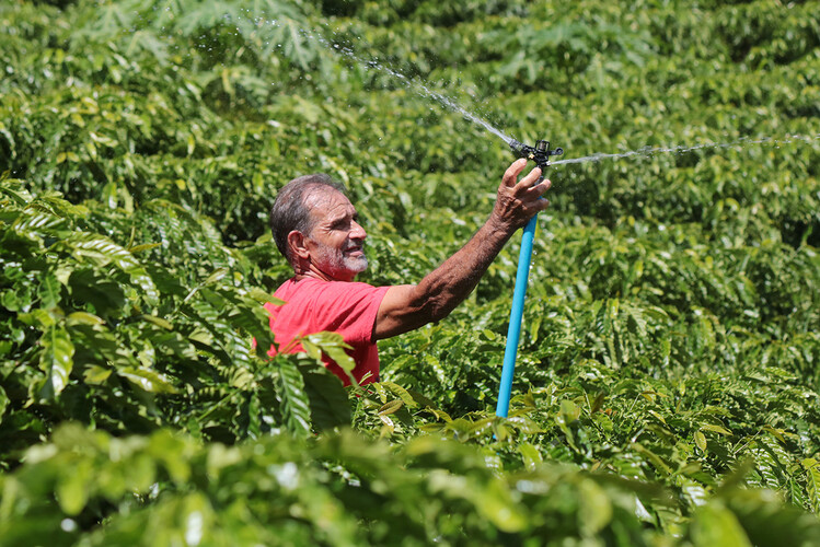 Único produtor de café conilon de Campos se prepara para colheita