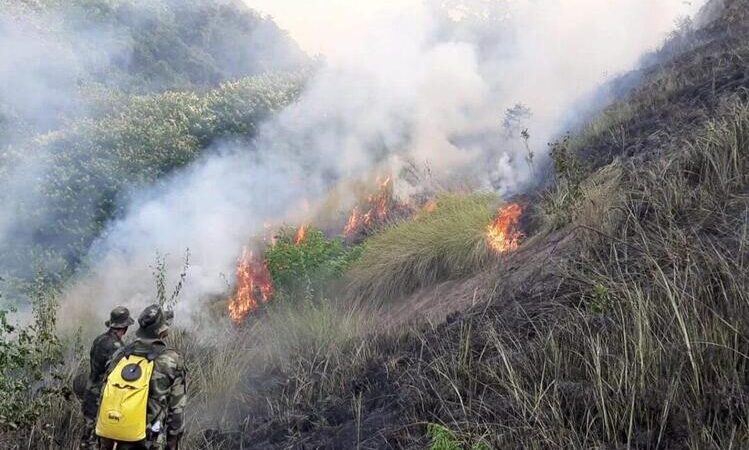 Incêndios em vegetação dobram em 2024 no estado do RJ e campanha do Comitê Guandu reforça fim das queimadas