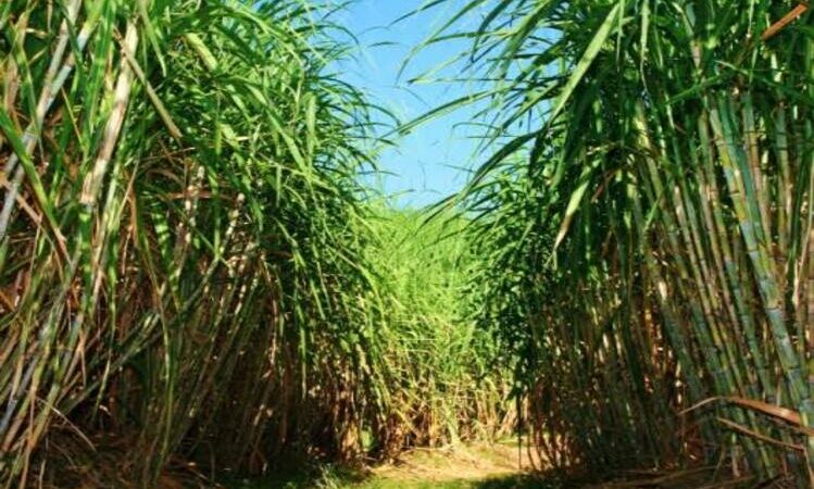 Alerj susta decreto estadual que prejudicava o agronegócio fluminense