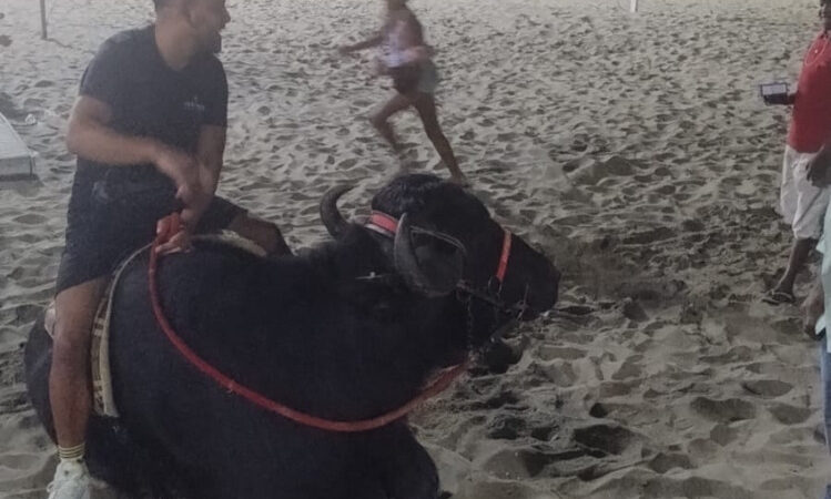 Búfalo que tinha como destino Campos passeia na praia de Copacabana 