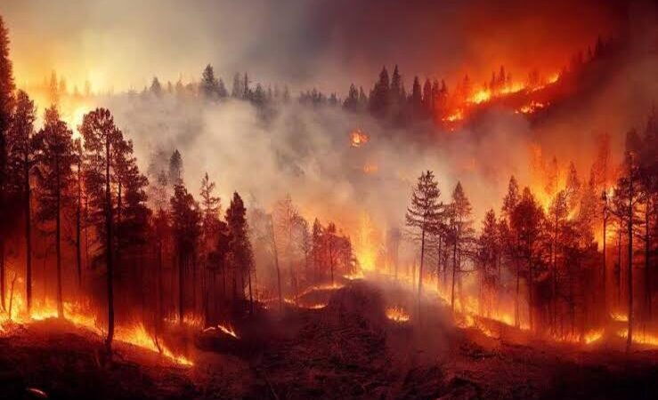 Número de incêndios florestais no Rio já aumentou 85% neste ano