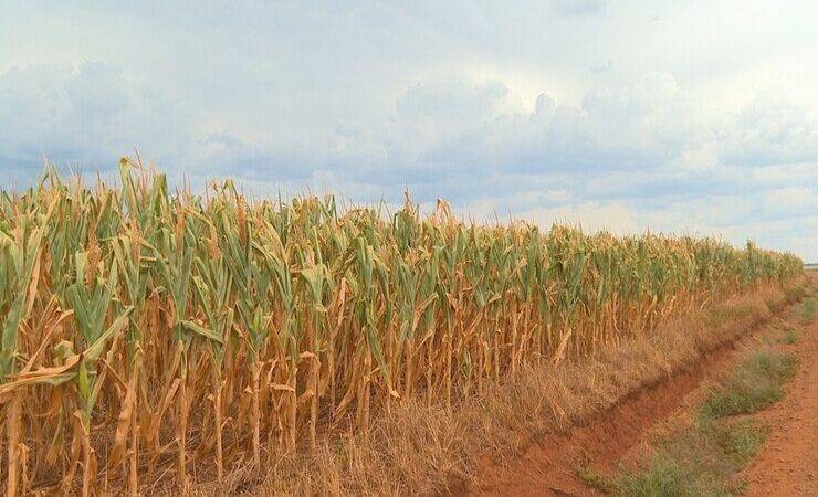 Seca e altas temperaturas preocupam Campos