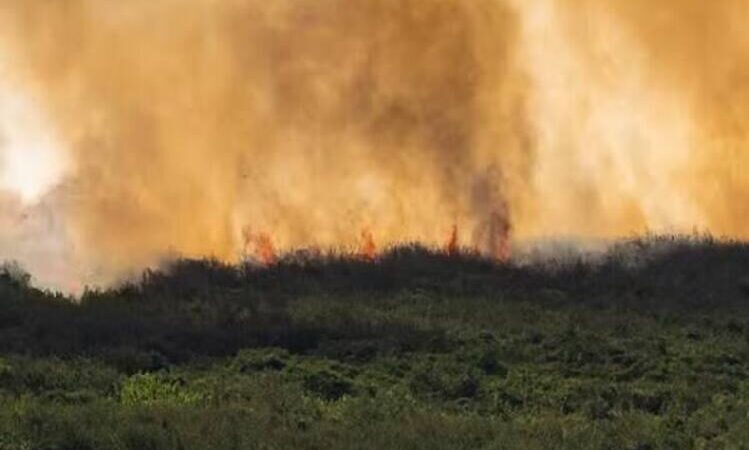 MP cobra respostas sobre incêndios florestais em municípios do Norte Fluminense
