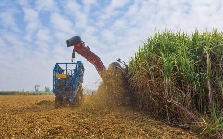 Produção de cana pode cair 20% com mudanças climáticas, diz estudo