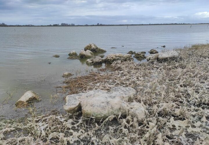 Estromatólitos históricos em Campos despertam a atenção do universo científico