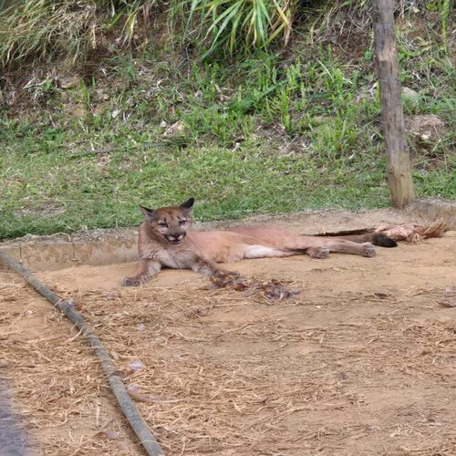 Inea resgata onça-parda em propriedade rural de Nova Friburgo