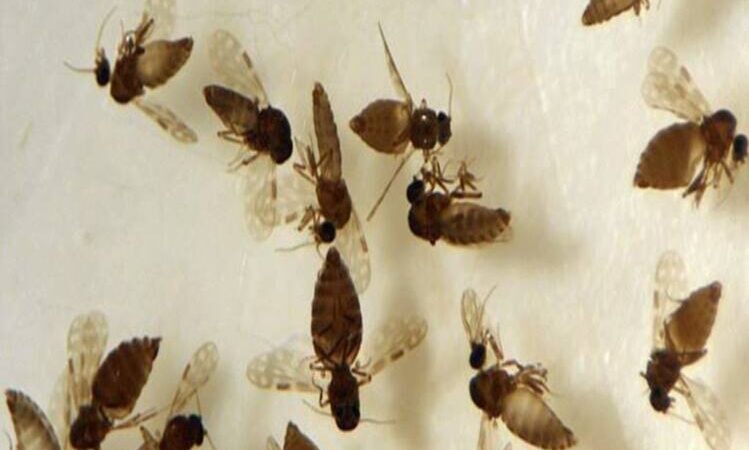 Itaperuna registra primeiro caso de Oropouche