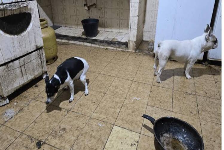 Médico é preso por maltratar e congelar animais mortos em Arraial do Cabo