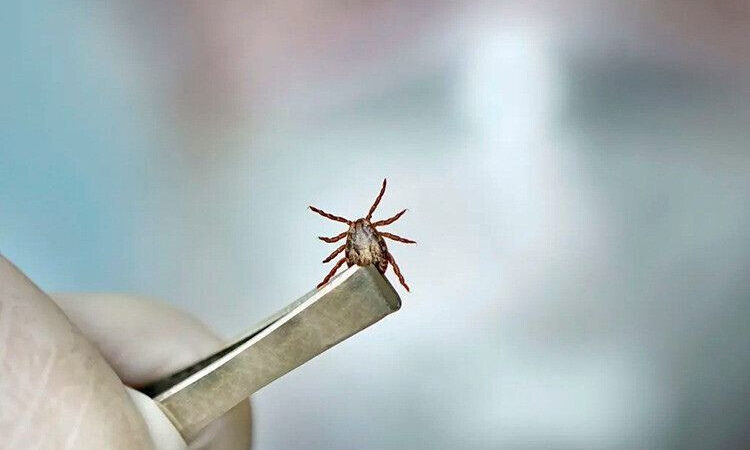 Primeiro óbito do ano por febre maculosa é confirmado em Campos