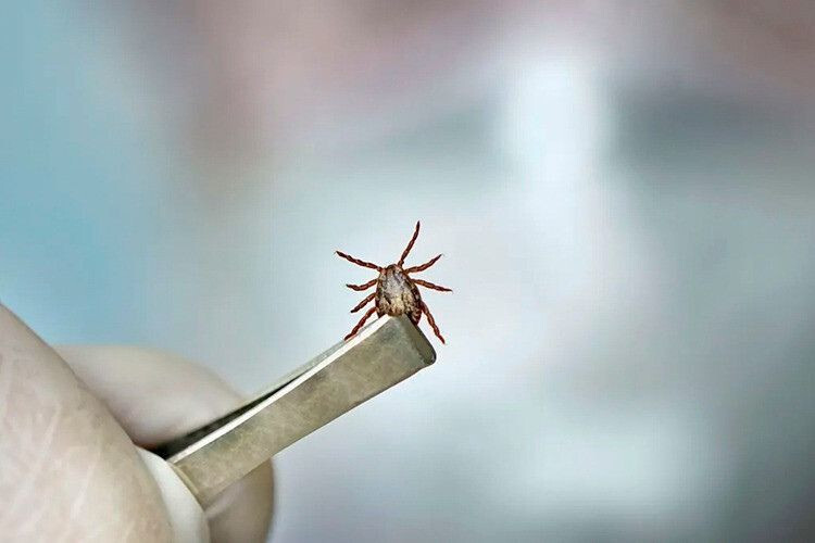 Primeiro óbito do ano por febre maculosa é confirmado em Campos