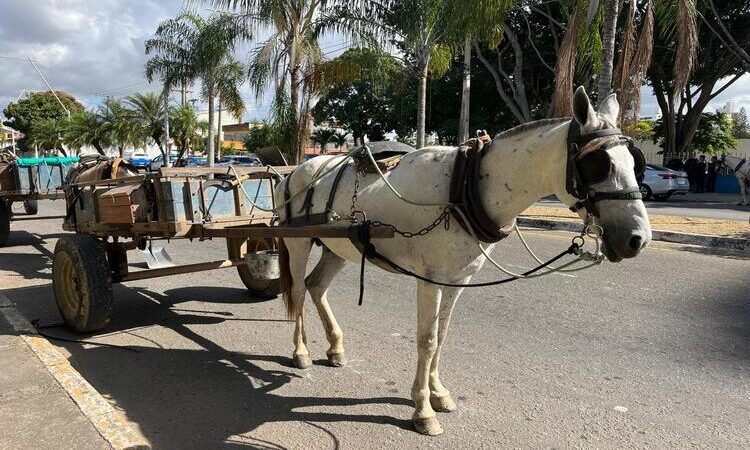 Carroceiros protestam em Campos contra lei regulamentando veículos de tração animal