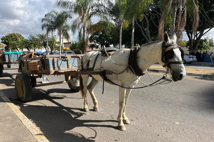 Carroceiros protestam em Campos contra lei regulamentando veículos de tração animal