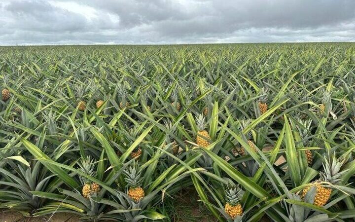 Rio terá 10 novos produtos com Indicação Geográfica, entre eles o abacaxi do NF