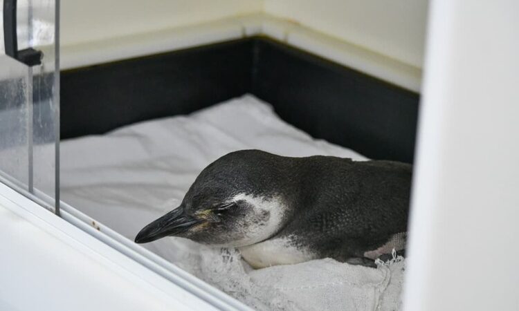 Pinguim é resgatado com vida em Rio das Ostras