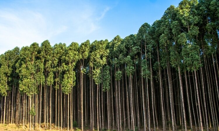 SFI se consolida como maior produtor de silvicultura no Estado