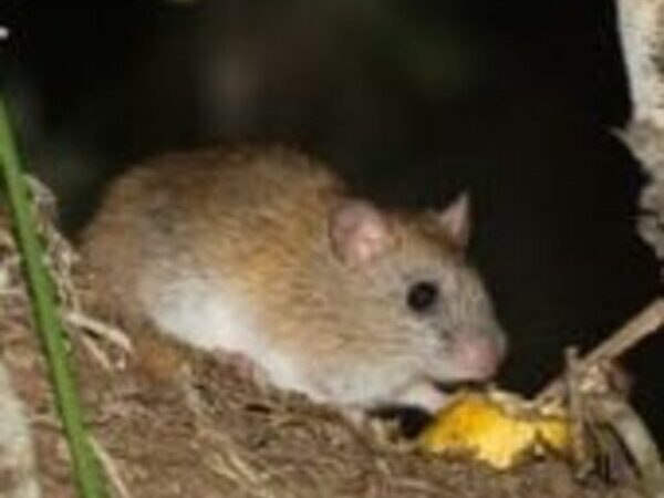 Ratinho-goytacá, ameaçado de extinção, flagrado no Parque Estadual da Lagoa do Açu, em Campos
