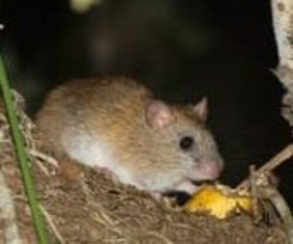 Ratinho-goytacá, ameaçado de extinção, flagrado no Parque Estadual da Lagoa do Açu, em Campos