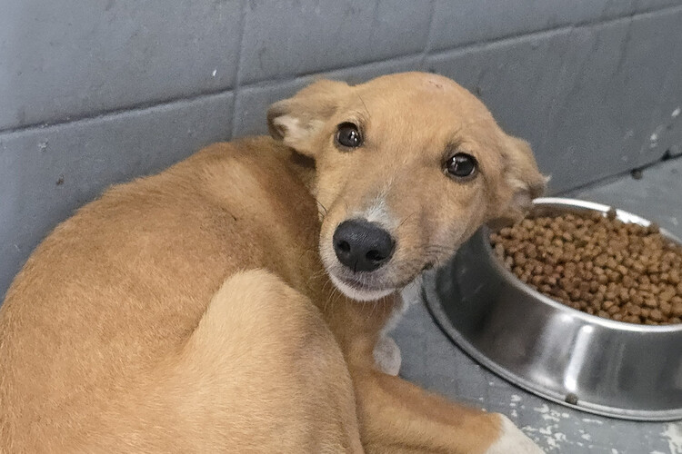 Operação da Polícia Civil resgata sete cachorros vítimas de maus-tratos em Campos