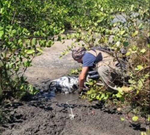 Inea resgata bezerro preso no mangue em Campos 