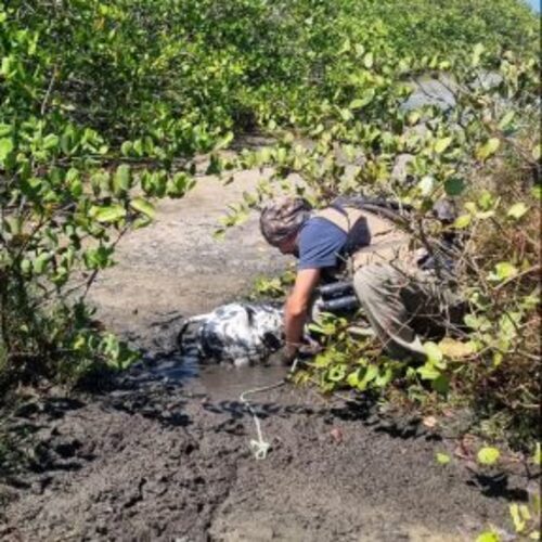 Inea resgata bezerro preso no mangue em Campos 
