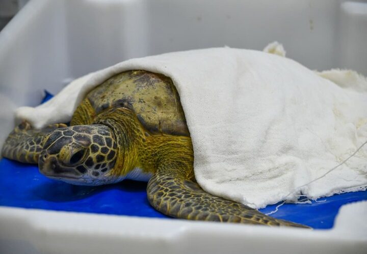 Tartaruga-verde é resgatada em Rio das Ostras