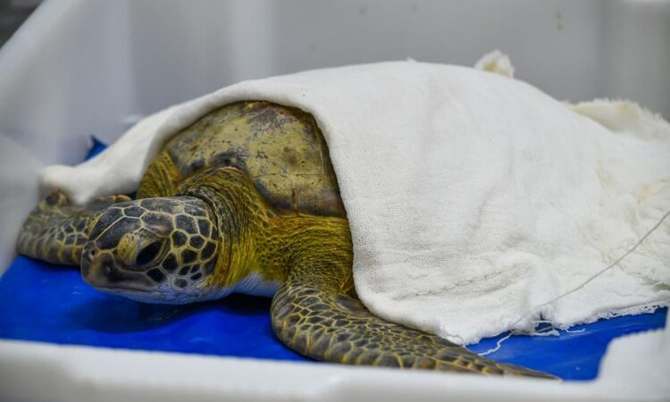 Tartaruga-verde é resgatada em Rio das Ostras