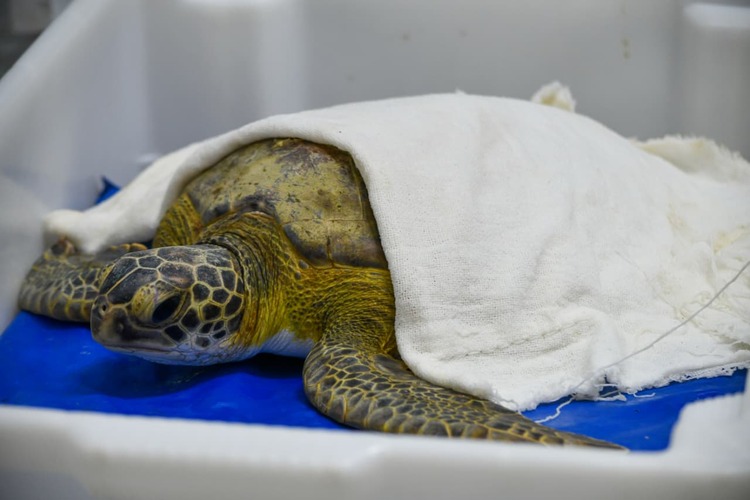 Tartaruga-verde é resgatada em Rio das Ostras
