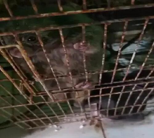MP flagra maus-tratos a animais e fecha ONG de Búzios