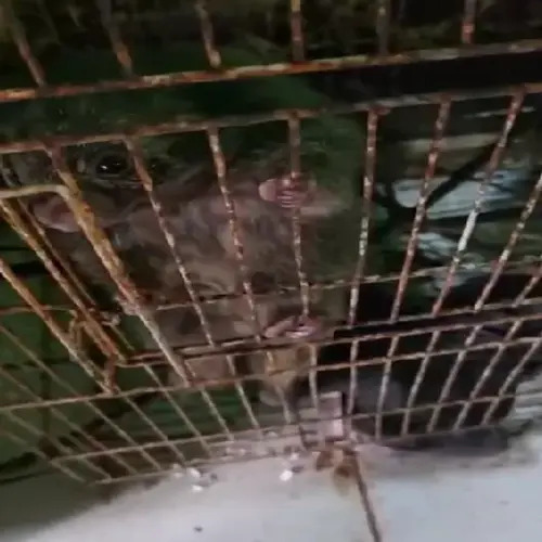 MP flagra maus-tratos a animais e fecha ONG de Búzios