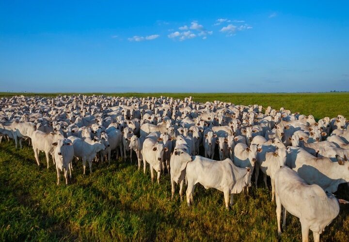 Secretaria de Estado de Agricultura inicia em atualização dos dados cadastrais do rebanho