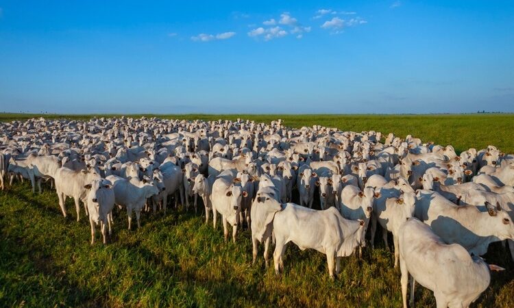 Secretaria de Estado de Agricultura inicia em atualização dos dados cadastrais do rebanho
