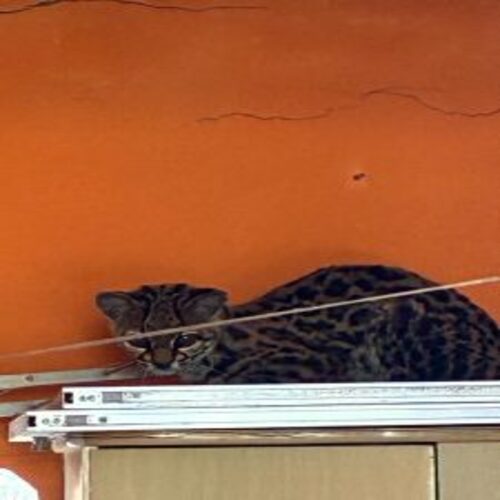 No guarda-roupa: Inea resgata gato-maracajá em uma residência, em Campos
