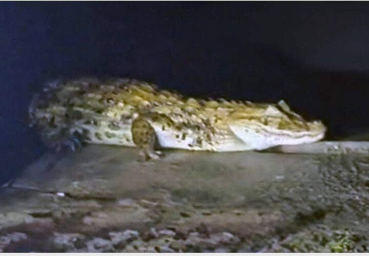 Tinha jacaré no lago: réptil é avistado em área externa do HGG, em Campos