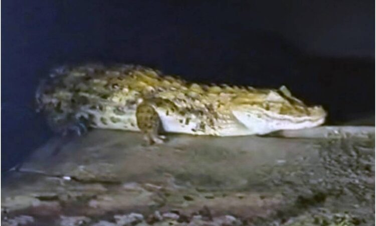 Tinha jacaré no lago: réptil é avistado em área externa do HGG, em Campos