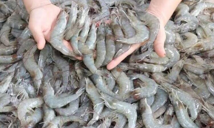 Defeso do camarão no Sudeste começa no próximo dia 28