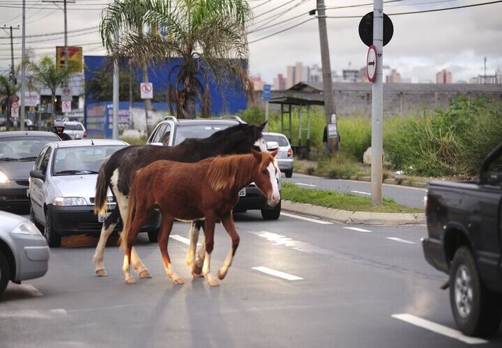 Após recomendação do MP, Macaé firma contrato para recolhimento e guarda de animais soltos