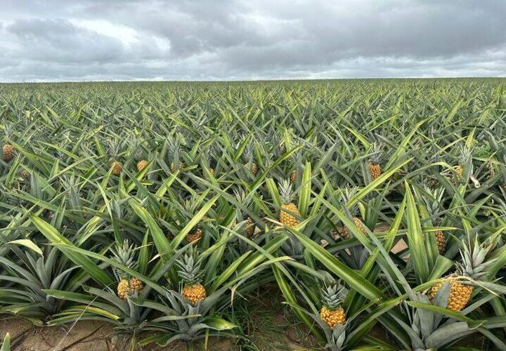 Abacaxi fluminense impulsiona fruticultura e fortalece agricultura familiar