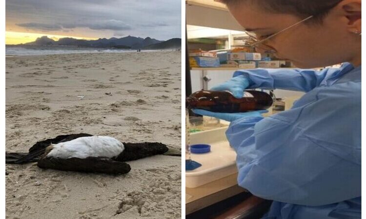 Pesquisa da Uenf aponta níveis preocupantes de elementos tóxicos em aves marinhas do NF