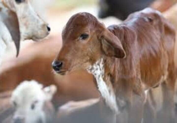Prazo para atualizar cadastro de vacinação contra a brucelose termina neste domingo em SFI